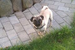 Arnold18.JPG