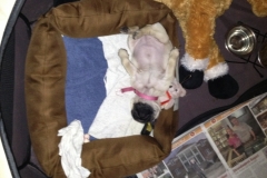 Daisy19.JPG