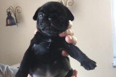 Baloo