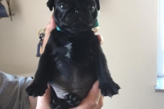 Mowgli