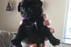 Nora