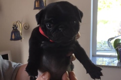 Wilma