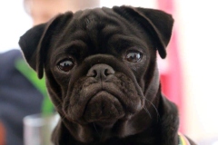 Frida1
