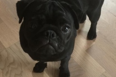 Frida11